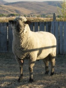 Willis lamb