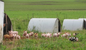 Brown Piglets in Field 2013