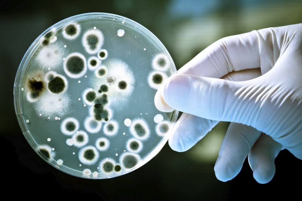 bacteria-petri1