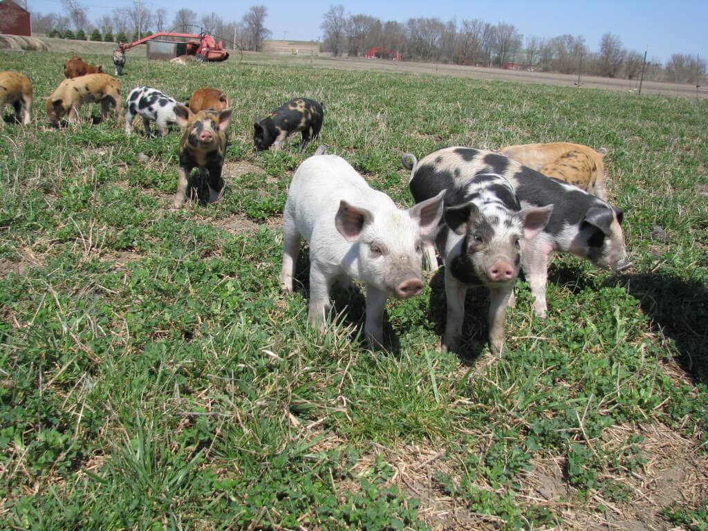 piglets in field