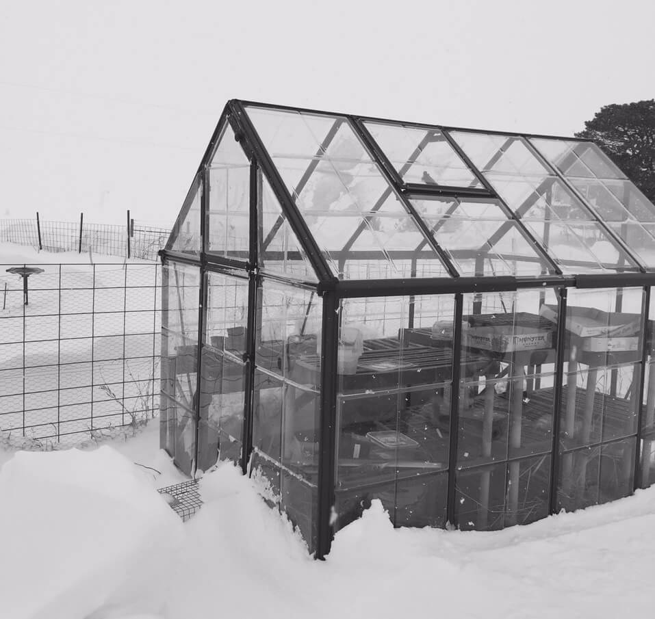 Green house in the winter