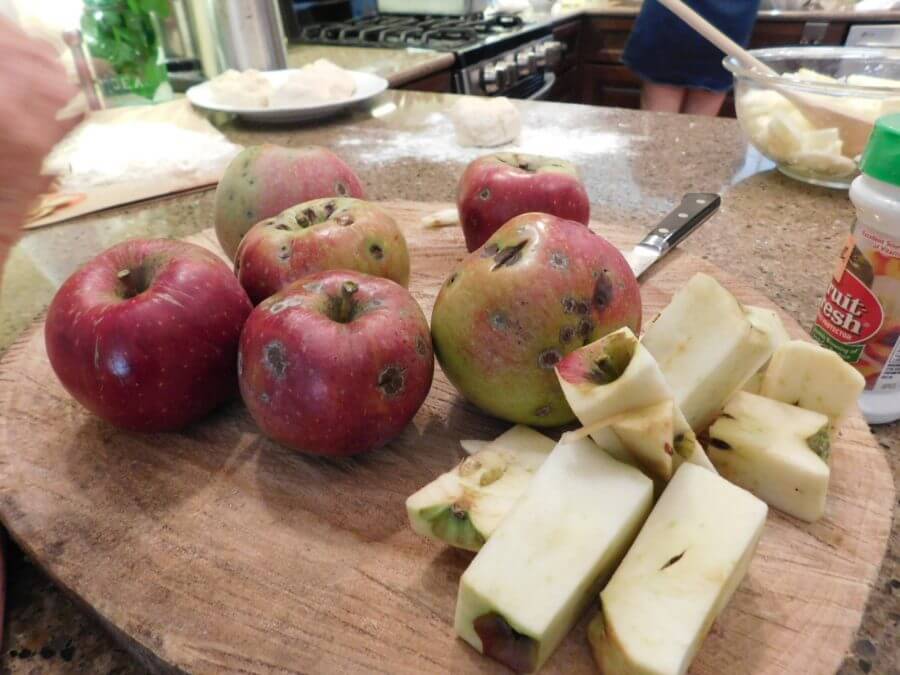 Apples are a favorite of insects, so organic apples tend to have spots on the skin where insects have fed. This doesn't make the apples any less delicious.