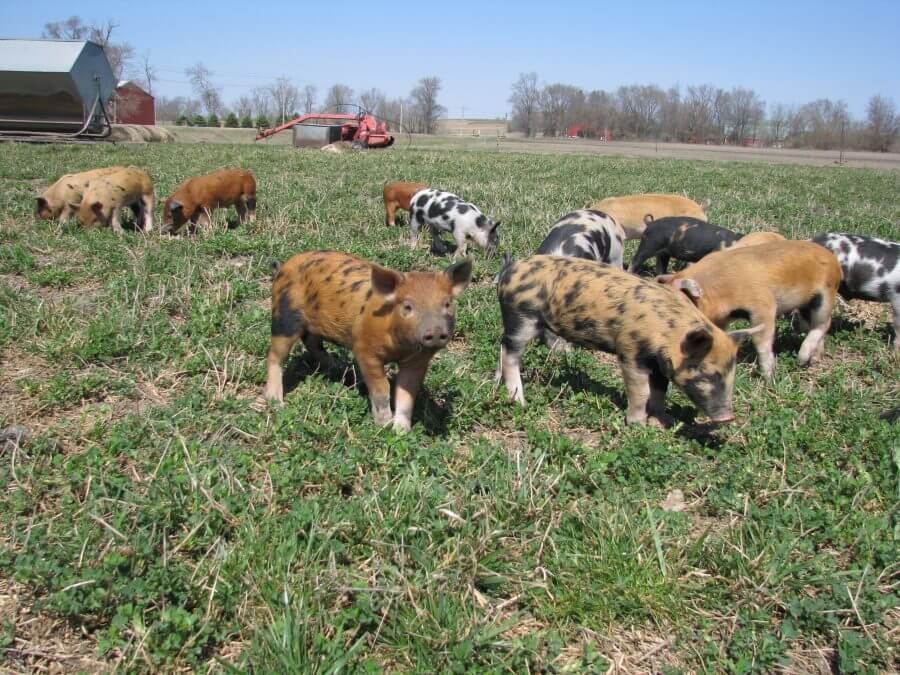 Hogs on the Willis Family Farm.