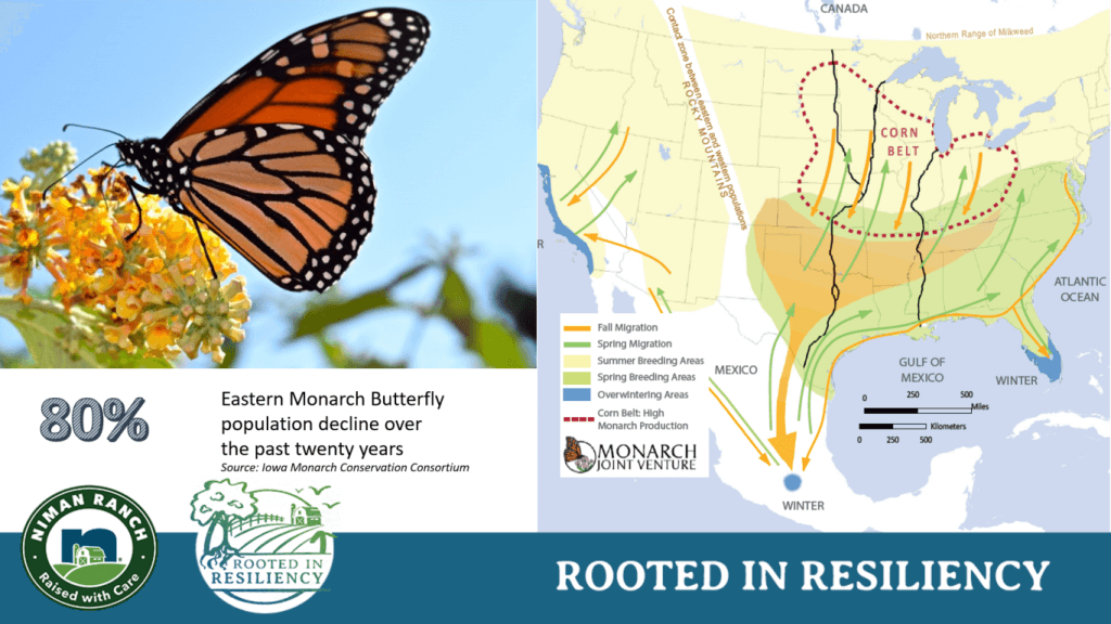 Niman Ranch Pollinator Monarch Protection
