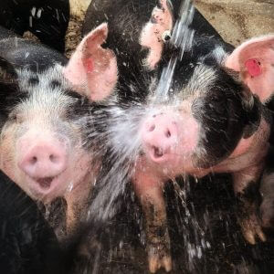Happy NIman Ranch Pigs and a water hose