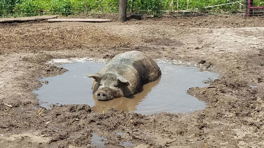 Niman Ranch Pig in Mud Keeping Cool