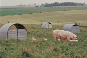 Dave Serfling's Minnesota Farm with Pigs on Pasture
